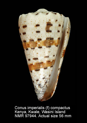Conus imperialis (f) compactus.jpg - Conus imperialis (f) compactus Wils,1970
